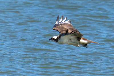 osprey 1